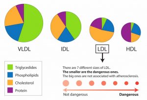 Sự khác nhau giữa VLDL và LDL cholesterol